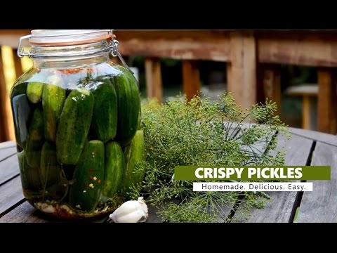 download lagu mp3 mp4 Fermented Pickle Chips, download lagu Fermented Pickle Chips gratis, unduh video klip Fermented Pickle Chips
