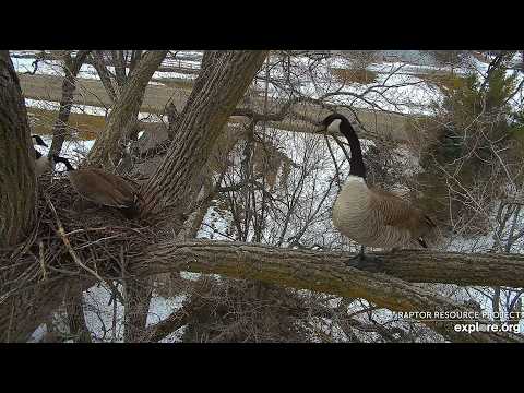 Decorah Geese Cam