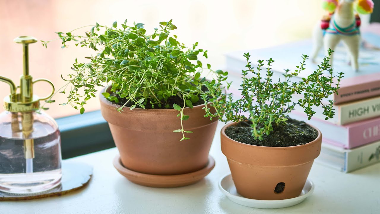 How To Grow Thyme at Home indoors | Grow Herbs in Pots - Gardening Tips