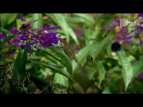 Andean Condor & Marvelous Spatuletail: Awaken Your Wildlife Adventures in Peru