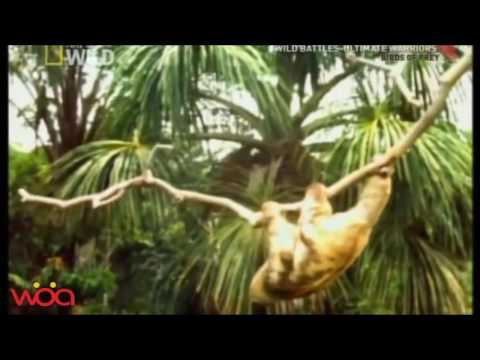 Big Eagle attacks Sloth in wild forest  Top Animal Attack