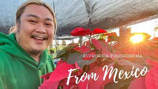 16 Minutes of Houseplant Shopping Joy