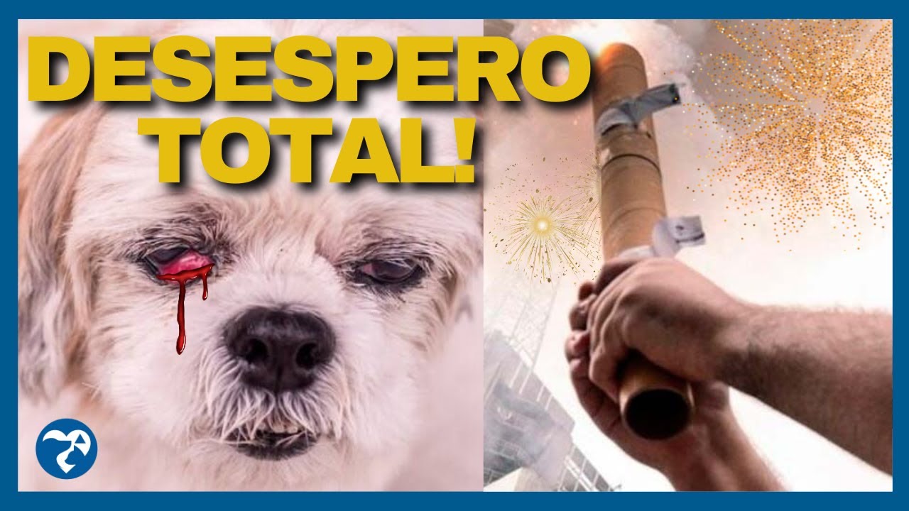 ANIMAL MORTO E CEGO. Como Resolver o Problema de Fogos de Artífício. Pet Medo de Fogos de Artifício.