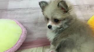 ハーフ犬の動画01