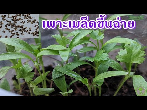 ใด ๆ ความอ่อนแอยาถือว่า ทิงเจอร์เห็ดของความอ่อนแอ