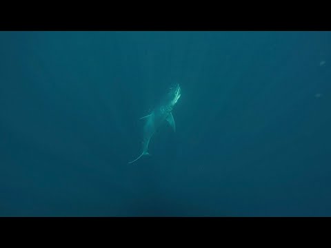 DEEP SEA FISHING EAST COAST NEW ZEALAND!