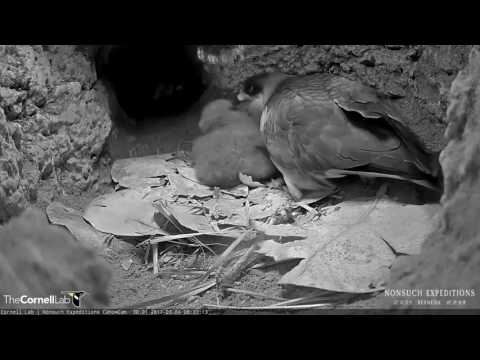 Bermuda Petrel chick is fed by its parent