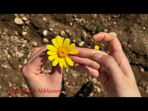 "Baby you are Really Hurting me"  every song has a story