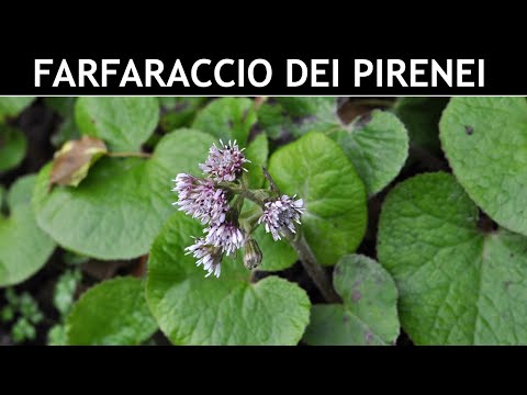 VErba Volant - Uno dei Farfaracci