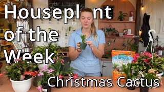 Christmas Cactus - Houseplant of the Week