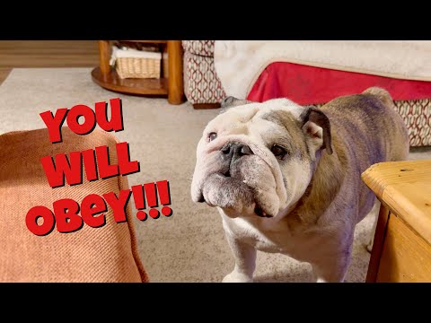Reuben the Bulldog: Every Night