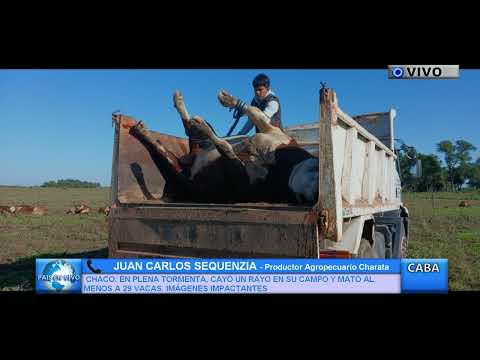IMPACTANTE: RAYO MATÓ A 29 VACAS EN CHARATA