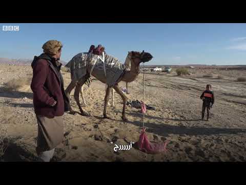 سباق الهجن في جنوب سيناء تراث بدوي لتنشيط الاقتصاد