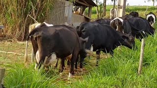 23 VACAS EM 1,5 HECTARE DE CAPIM MOMBAÇA E TÁ SOBRANDO PASTO