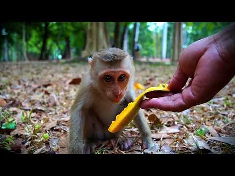 Feeding our Monkey babies today: Enjoy Your Meal Everyone
