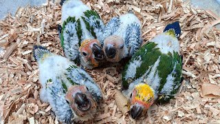 Baby Bird 🕊️ 🕊️ 🐥 🐥 🐥 lovebirds
