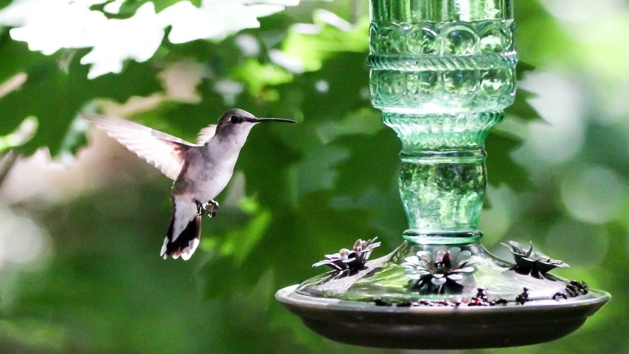 Where Are The Hummingbirds In 2020 EN General