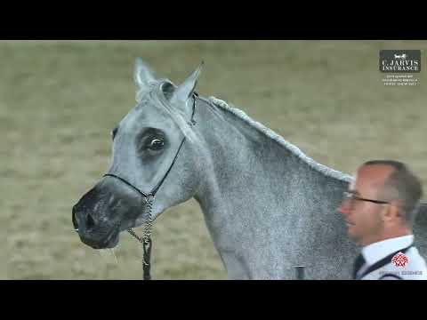 N.52 LEHWEILAH AL SHAQAB - 12th Qatar International Arabian Peninsula Horse Show 2023 - Fillies ...