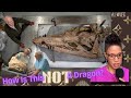 6ft Skull Underwater T Rex What Was Discovered