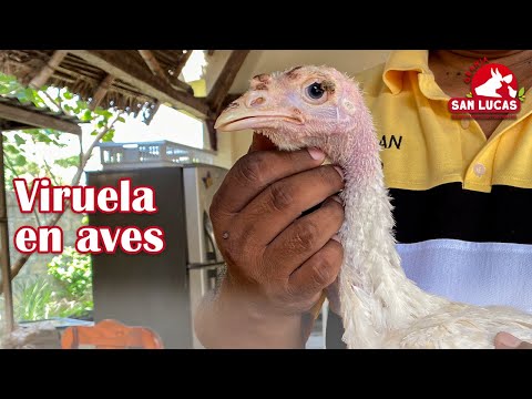 , title : 'Viruela aviar | La enfermedad de ampollas en cresta y barbillas | Granja San Lucas'