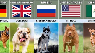 Dog Breeds From Different Countries
