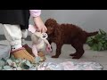 Standard Poodle dogs for sale: Maverick AKC - Video 1