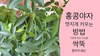 홍콩야자 키우는 법