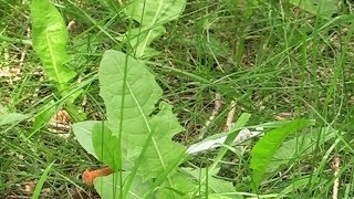 6-year-old pricked with used needle while playing in park