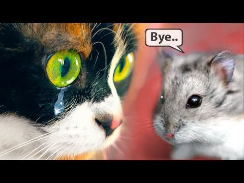 HAMSTER STEFAN PASSED AWAY...