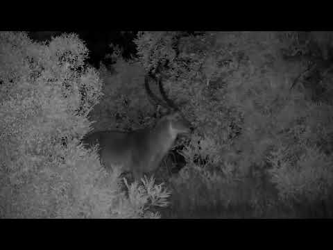 Djuma: Waterbuck bull resting in bush beside of road - 21:25 - 01/07/2023