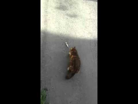 Kedinin balık avlama showooooo