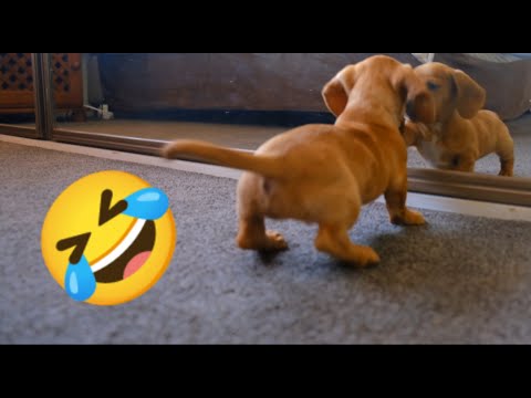 Funny Animals videos | Cute Funny Dogs