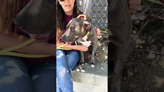 Video preview image #1 American Pit Bull Terrier Puppy For Sale in Pasadena, CA, USA