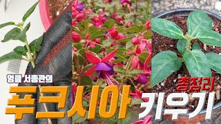 푸크시아 키우기 