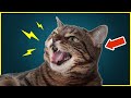 Did You Know That Your Cat HISSES Because Of THAT