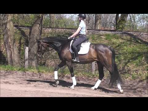 SWEET O'HARA 5j. v. Scuderia - Fürst Heinrich -for sale-