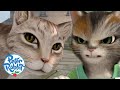 OfficialPeterRabbit Adventures With Mittens Mr Mcgregor S Cat Cat Day Cartoons For Kids