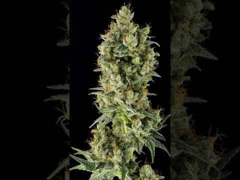 Moon Fog from The Humboldt Seed Co.