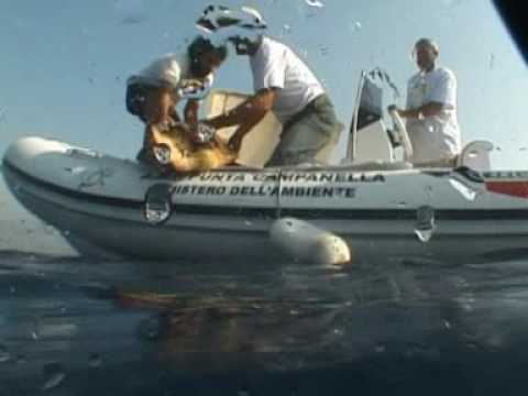 tartanet (terza parte).avi