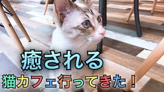 【実写】猫カフェで癒しプレイ