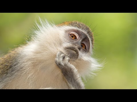 Monkey Crime Scene: Inside the Wild World of Vervet Monkey Street Gangs