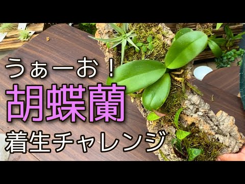 蘭のメンテナンスの間違いを避けるにはどうすればよいですか?それを修正するための7つのヒントは次のとおりです  庭園