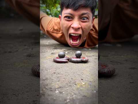 Don’t Be Angry, this is the best camouflage of the cute twin millipedes and the cute twin Armadillo