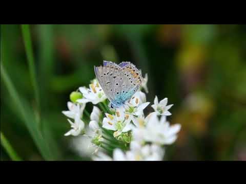 Opwekking 858 De strijd behoort U toe