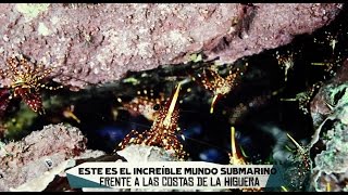 El mundo submarino de La Higuera bajo amenaza: #SalvemosLaHiguera