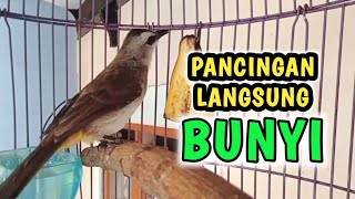 Download lagu Pancingan trucukan BETINA MEMANGGIL JANTAN bikin Trucukan Apapun akan jadi gacor mp3