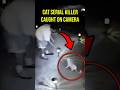 WATCH Police Chief S Son Caught Killing Cats Crime Shorts Cctv