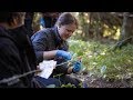 Salmon, Bears and People - The Raincoast Applied Conservation Lab