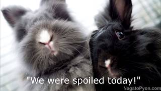 Rikka & Yui were spoiled today!