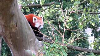 Red Panda At Cotswold Wildlife Park, UK